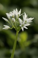 5523 Wild Garlic (Allium ursinum)